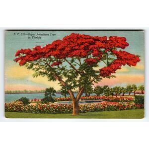 Vintage Linen Postcard Royal Poinciana Tree Florida 1940s Divided Back